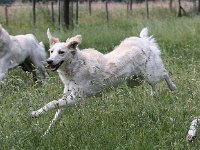 Puppys van Bliss040622-0122